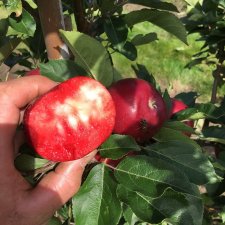 Sommaräpple, Rosette ®, stam M7 2års co