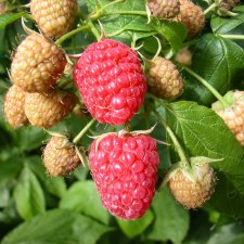 Rubus idaeus Aroma Queen ®, Hösthallon