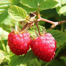 Rubus idaeus Autumn Belle ®