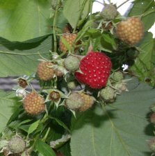 Rubus idaeus Primeberry ® Autumn First ®, Hösthallon, C2