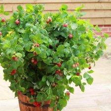 Rubus idaeus Ruby Beauty ®, Dvärghallon/Krukhallon, C2