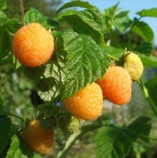 Rubus idaeus Two Timer ® Sugana ® Yellow, Hallon