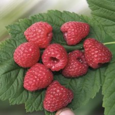 Rubus idaeus Two Timer ® Sugana ® Red, Hallon