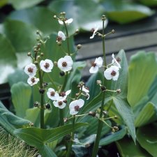 Sagittaria latifolia