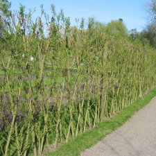 Salix viminalis, Korgvide 10-pack, 65-100 barrot