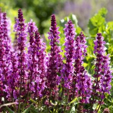 Salvia nemorosa Rose Marvel, Stäppsalvia