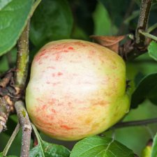 Äpple, Sävstaholm E, Låg Stam, stam P60 C10