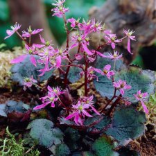 Saxifraga cortusifolia Black Ruby, Höstbräcka, P9cm