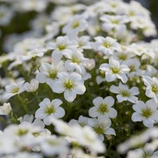 Saxifraga arendsii Ice Colours Appleblossom