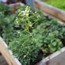 Saxifraga paniculata Cockscomb, Silverbräcka, P9cm