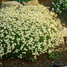 Saxifraga arendsii Schneeteppich, Rosenbräcka, P9cm
