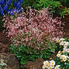 Saxifraga x urbium (umbrosa), Porslinsbräcka, P9cm