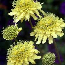 Scabiosa ochroleuca, Gulvädd, P9cm