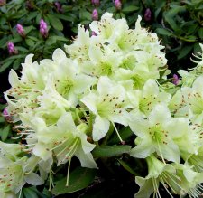 Rhododendron keiskei Shamrock, Dvärgrododendron, 20-25 C2