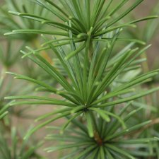 Sciadopitys verticillata Sternschnuppe