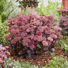 Hylotelephium telephium Black Knight ®