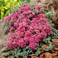 Hylotelephium cyaneum Rosenteppich, Mattfetblad, P9cm