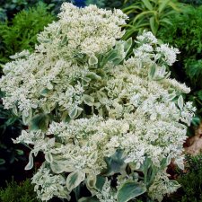 Hylotelephium erythrostictum Frosty Morn, Höstkärleksört, P9cm