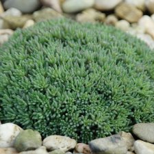 Sedum hispanicum, Blek Fetknopp