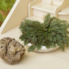 Selaginella lepidophylla