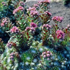 Sempervivum arachnoideum, Spindelvävstaklök, P9cm