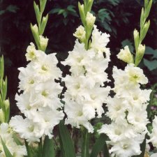 Gladiol Storblommig Snowy Frizzle 10st