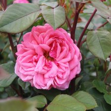 floribunda Sofiero ™, Rabattros, C4