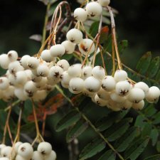 Sorbus White Magic, Prydnadsrönn, 80 stam C7,5
