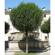 Prunus x eminens Umbraculifera