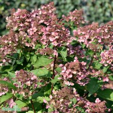 Hydrangea paniculata Wim´s Red, Syrénhortensia