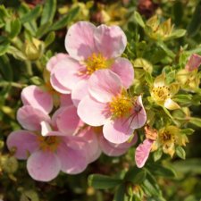 Dasiphora fruticosa Blink (Princess)