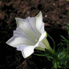 Gentiana sinoornata Serenity, Höstgentiana, P9cm