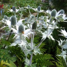 Eryngium giganteum Silver Ghost