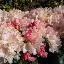 Rhododendron yak. Dreamland, Rododendron