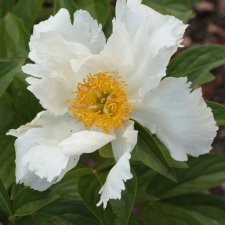 Paeonia lactiflora Krinkled White