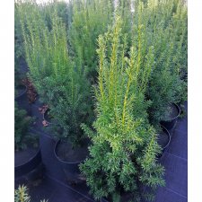 Taxus x media Rising Star ®