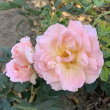 Rosa kordesii Emelie