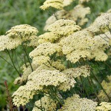 Achillea hybr. Credo