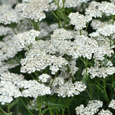 Achillea millefolium Schneetaler