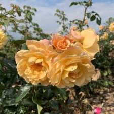 Kordes Moonlight ®, Klätterros