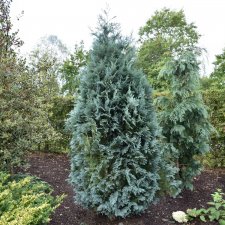 Chamaecyparis lawsoniana Van Pelt´s Blue