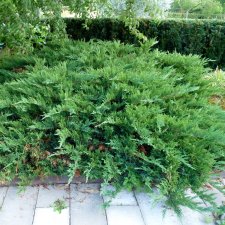 Juniperus sabina Tamariscifolia