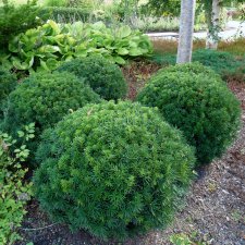 Taxus cuspidata var. Nana (Nana), Japansk Dvärgidegran