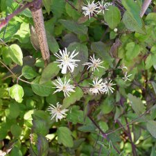 Clematis vitalba