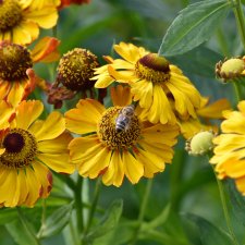 Helenium aut. hybr. Rauchtopas