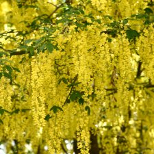 Laburnum x wateri Vossii, Gullregn