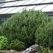 Pinus heldreichii Smidtii