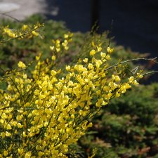 Cytisus × praecox Allgold, Vårginst, busk C2