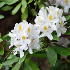 Rhododendron cataw. hybr. Madame Masson - Inkharho