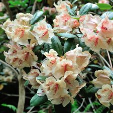 Rhododendron viscidifolium Viscy (Diandi), Rododendron, 30-40 C5